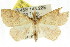  (Tamba sp. ANIC4 - CCDB-15836-D10)  @13 [ ] CreativeCommons - Attribution (2011) ANIC/CBG Photography Group Centre for Biodiversity Genomics