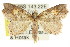  ( - CCDB-15836-D11)  @14 [ ] CreativeCommons - Attribution (2011) ANIC/CBG Photography Group Centre for Biodiversity Genomics