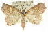  ( - CCDB-15836-D12)  @11 [ ] CreativeCommons - Attribution (2011) ANIC/CBG Photography Group Centre for Biodiversity Genomics