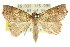  ( - CCDB-15836-E01)  @14 [ ] CreativeCommons - Attribution (2011) ANIC/CBG Photography Group Centre for Biodiversity Genomics