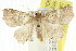  (Tamba haemacta - CCDB-15836-E02)  @15 [ ] CreativeCommons - Attribution (2011) ANIC/CBG Photography Group Centre for Biodiversity Genomics