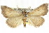  ( - CCDB-15836-E05)  @11 [ ] CreativeCommons - Attribution (2011) ANIC/CBG Photography Group Centre for Biodiversity Genomics