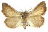  ( - CCDB-15836-E06)  @11 [ ] CreativeCommons - Attribution (2011) ANIC/CBG Photography Group Centre for Biodiversity Genomics