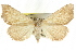  ( - CCDB-15836-E08)  @11 [ ] CreativeCommons - Attribution (2011) ANIC/CBG Photography Group Centre for Biodiversity Genomics
