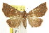  (Laspeyria aleuropis - CCDB-15836-E09)  @11 [ ] CreativeCommons - Attribution (2011) ANIC/CBG Photography Group Centre for Biodiversity Genomics
