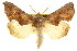  ( - CCDB-15836-G01)  @11 [ ] CreativeCommons - Attribution (2011) ANIC/CBG Photography Group Centre for Biodiversity Genomics