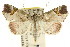  (Tamba sp. ANIC6 - CCDB-15836-H01)  @15 [ ] CreativeCommons - Attribution (2011) ANIC/CBG Photography Group Centre for Biodiversity Genomics