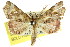  ( - CCDB-15836-H02)  @14 [ ] CreativeCommons - Attribution (2011) ANIC/CBG Photography Group Centre for Biodiversity Genomics
