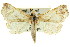  ( - CCDB-15836-H03)  @11 [ ] CreativeCommons - Attribution (2011) ANIC/CBG Photography Group Centre for Biodiversity Genomics