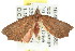 ( - CCDB-15836-H06)  @13 [ ] CreativeCommons - Attribution (2011) ANIC/CBG Photography Group Centre for Biodiversity Genomics