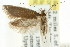  (Protomacha sp. ANIC3 - CCDB-15837-C03)  @11 [ ] CreativeCommons - Attribution (2011) ANIC/CBG Photography Group Centre for Biodiversity Genomics