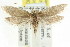  (Protomacha sp. ANIC3 - CCDB-15837-C04)  @11 [ ] CreativeCommons - Attribution (2011) ANIC/CBG Photography Group Centre for Biodiversity Genomics