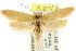  ( - CCDB-15837-H02)  @13 [ ] CreativeCommons - Attribution (2011) ANIC/CBG Photography Group Centre for Biodiversity Genomics
