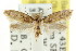 ( - CCDB-15838-A02)  @11 [ ] CreativeCommons - Attribution (2011) ANIC/CBG Photography Group Centre for Biodiversity Genomics