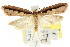  ( - CCDB-15838-B04)  @13 [ ] CreativeCommons - Attribution (2011) ANIC/CBG Photography Group Centre for Biodiversity Genomics