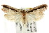  ( - CCDB-15838-B05)  @13 [ ] CreativeCommons - Attribution (2011) ANIC/CBG Photography Group Centre for Biodiversity Genomics
