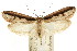  ( - CCDB-15838-B07)  @13 [ ] CreativeCommons - Attribution (2011) ANIC/CBG Photography Group Centre for Biodiversity Genomics