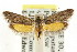  ( - CCDB-15838-B09)  @12 [ ] CreativeCommons - Attribution (2011) ANIC/CBG Photography Group Centre for Biodiversity Genomics