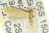  ( - CCDB-15838-C11)  @12 [ ] CreativeCommons - Attribution (2011) ANIC/CBG Photography Group Centre for Biodiversity Genomics