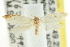  ( - CCDB-15838-C12)  @12 [ ] CreativeCommons - Attribution (2011) ANIC/CBG Photography Group Centre for Biodiversity Genomics