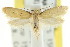  ( - CCDB-15838-D03)  @12 [ ] CreativeCommons - Attribution (2011) ANIC/CBG Photography Group Centre for Biodiversity Genomics