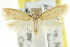  ( - CCDB-15838-D11)  @12 [ ] CreativeCommons - Attribution (2011) ANIC/CBG Photography Group Centre for Biodiversity Genomics