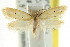  ( - CCDB-15838-D12)  @11 [ ] CreativeCommons - Attribution (2011) ANIC/CBG Photography Group Centre for Biodiversity Genomics