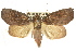  ( - CCDB-15839-A02)  @12 [ ] CreativeCommons - Attribution (2011) ANIC/CBG Photography Group Centre for Biodiversity Genomics