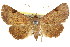  (Rhesala sp. ANIC1 - CCDB-15839-A11)  @15 [ ] CreativeCommons - Attribution (2011) ANIC/CBG Photography Group Centre for Biodiversity Genomics