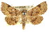  ( - CCDB-15839-A12)  @11 [ ] CreativeCommons - Attribution (2011) ANIC/CBG Photography Group Centre for Biodiversity Genomics