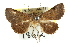  ( - CCDB-15839-B01)  @14 [ ] CreativeCommons - Attribution (2011) ANIC/CBG Photography Group Centre for Biodiversity Genomics