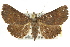  ( - CCDB-15839-B04)  @14 [ ] CreativeCommons - Attribution (2011) ANIC/CBG Photography Group Centre for Biodiversity Genomics