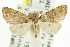  ( - CCDB-15839-B09)  @14 [ ] CreativeCommons - Attribution (2011) ANIC/CBG Photography Group Centre for Biodiversity Genomics