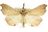  (Neogabara sp. ANIC1 - CCDB-15839-B10)  @13 [ ] CreativeCommons - Attribution (2011) ANIC/CBG Photography Group Centre for Biodiversity Genomics
