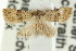  (Tolpia sp. ANIC3 - CCDB-15839-C10)  @13 [ ] CreativeCommons - Attribution (2011) ANIC/CBG Photography Group Centre for Biodiversity Genomics