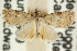  ( - CCDB-15839-D01)  @11 [ ] CreativeCommons - Attribution (2011) ANIC/CBG Photography Group Centre for Biodiversity Genomics