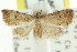  (Tolpia myops - CCDB-15839-D02)  @14 [ ] CreativeCommons - Attribution (2011) ANIC/CBG Photography Group Centre for Biodiversity Genomics