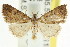  ( - CCDB-15839-D07)  @15 [ ] CreativeCommons - Attribution (2011) ANIC/CBG Photography Group Centre for Biodiversity Genomics