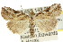  ( - CCDB-15839-D08)  @15 [ ] CreativeCommons - Attribution (2011) ANIC/CBG Photography Group Centre for Biodiversity Genomics