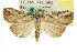  ( - CCDB-15839-D09)  @14 [ ] CreativeCommons - Attribution (2011) ANIC/CBG Photography Group Centre for Biodiversity Genomics
