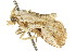  ( - CCDB-15839-D10)  @13 [ ] CreativeCommons - Attribution (2011) ANIC/CBG Photography Group Centre for Biodiversity Genomics