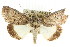  ( - CCDB-15839-E03)  @15 [ ] CreativeCommons - Attribution (2011) ANIC/CBG Photography Group Centre for Biodiversity Genomics