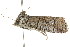  ( - CCDB-15839-E04)  @13 [ ] CreativeCommons - Attribution (2011) ANIC/CBG Photography Group Centre for Biodiversity Genomics