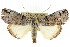  ( - CCDB-15839-E05)  @15 [ ] CreativeCommons - Attribution (2011) ANIC/CBG Photography Group Centre for Biodiversity Genomics