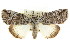  ( - CCDB-15839-E06)  @15 [ ] CreativeCommons - Attribution (2011) ANIC/CBG Photography Group Centre for Biodiversity Genomics