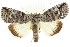  ( - CCDB-15839-E07)  @15 [ ] CreativeCommons - Attribution (2011) ANIC/CBG Photography Group Centre for Biodiversity Genomics