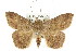  (Ericeia - CCDB-15839-F05)  @15 [ ] CreativeCommons - Attribution (2011) ANIC/CBG Photography Group Centre for Biodiversity Genomics