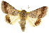  ( - CCDB-15839-F06)  @13 [ ] CreativeCommons - Attribution (2011) ANIC/CBG Photography Group Centre for Biodiversity Genomics