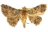 (Polydesma boarmoides - CCDB-15839-F07)  @14 [ ] CreativeCommons - Attribution (2011) ANIC/CBG Photography Group Centre for Biodiversity Genomics