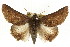 ( - CCDB-15839-G06)  @15 [ ] CreativeCommons - Attribution (2011) ANIC/CBG Photography Group Centre for Biodiversity Genomics